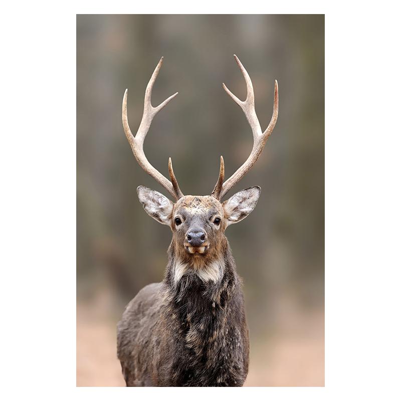 Schwarzes Hirsch Gemälde Druck Leinwand Poster Modern Minimalistisch Wandkunst Tierporträt Dunkle Bilder für Wohnzimmer Heim Wanddeko