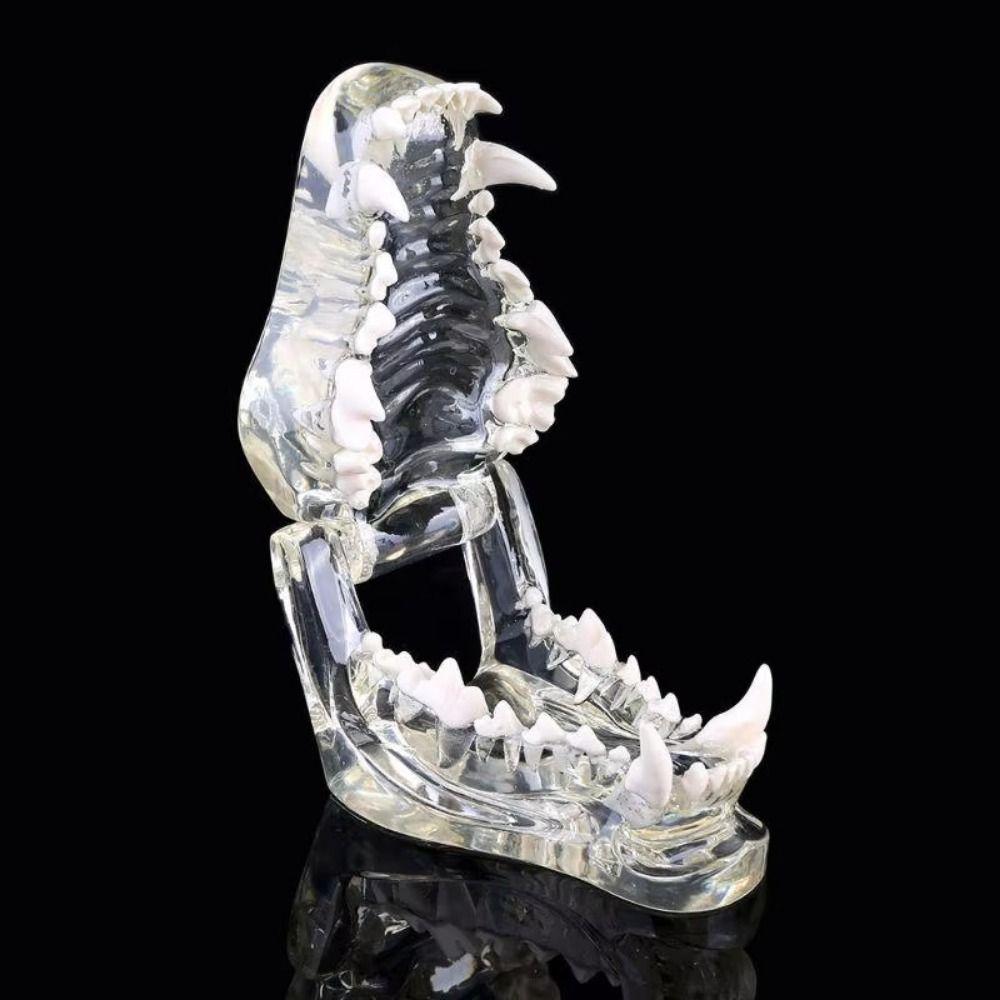 Educational Dental Animal Resin Teeth Dog Cat Rabbit Dental Teaching Canine Veterinary Accessories