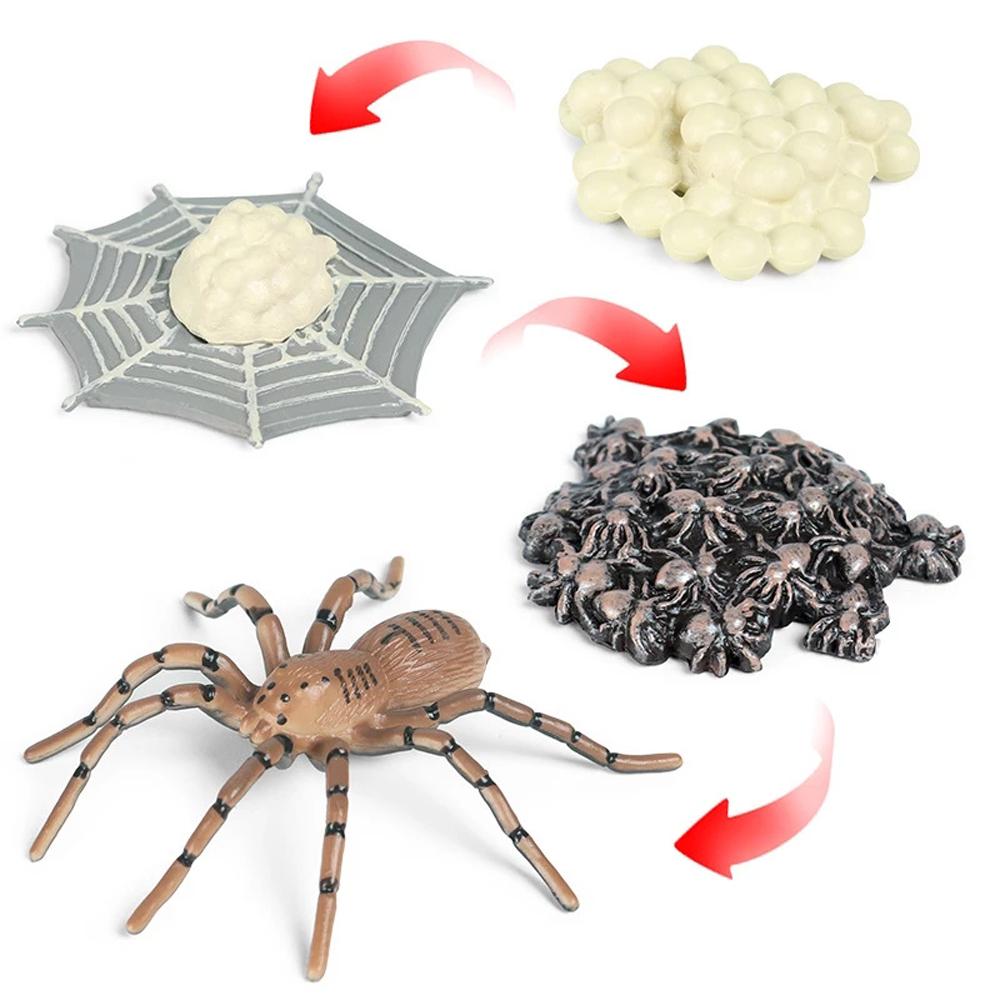 Butterfly Growth Cycle Action Figures Growth Cycle Model Life Cycle Figurine Simulation Animals