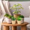 NUOBESTY 6Pcs 2.95X2.95X2.36in Mini Wood Woven Baskets Small Baskets Miniature Artifical Wood Woven Baskets Mini Straw Woven Storage Basket Without