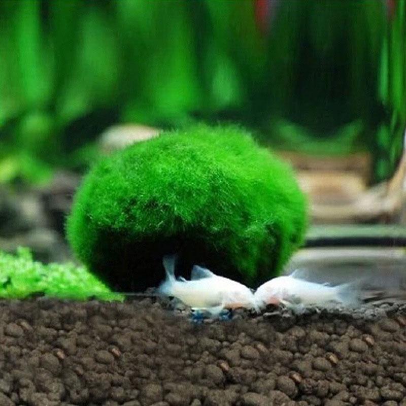 Snails 2 Balls per Pack JOR Marimo Balls for Shrimps More Than Just a Live Ball Aesthetically Beautiful Decor for Shrimps Perfect for Shrimps to Play and Feed on Snails 2 Balls per Pack JOR Marimo Balls for Shrimps More Than Just a Live Ball Aesthetically Beautiful Decor for Shrimps Perfect for Shrimps to Play and Feed on