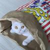 PopcornBag Cat Tent Toy PlayTunnel Tent House Dogs Kraft Paper Bag Hideaway Tunner Boredom Pet Indoor Entertainment Toy