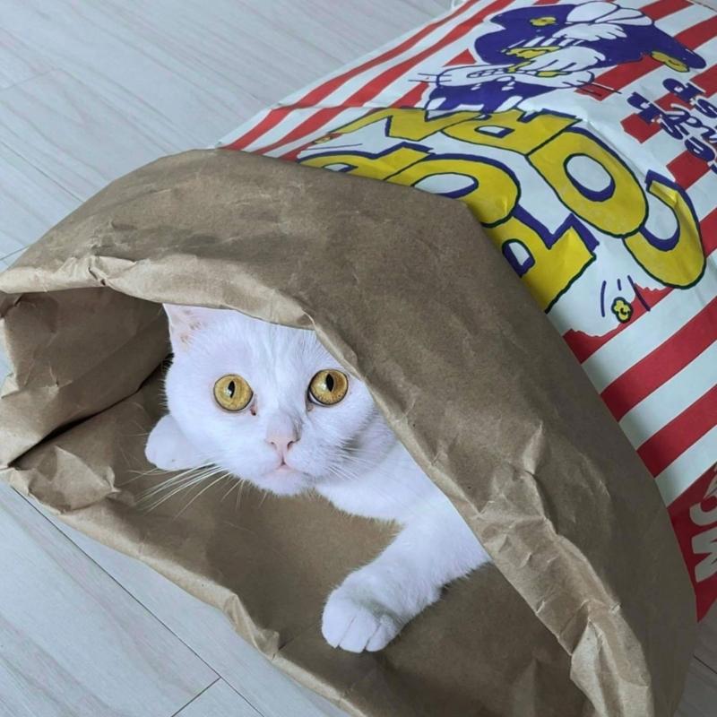 PopcornBag Cat Tent Toy PlayTunnel Tent House Dogs Kraft Paper Bag Hideaway Tunner Boredom Pet Indoor Entertainment Toy