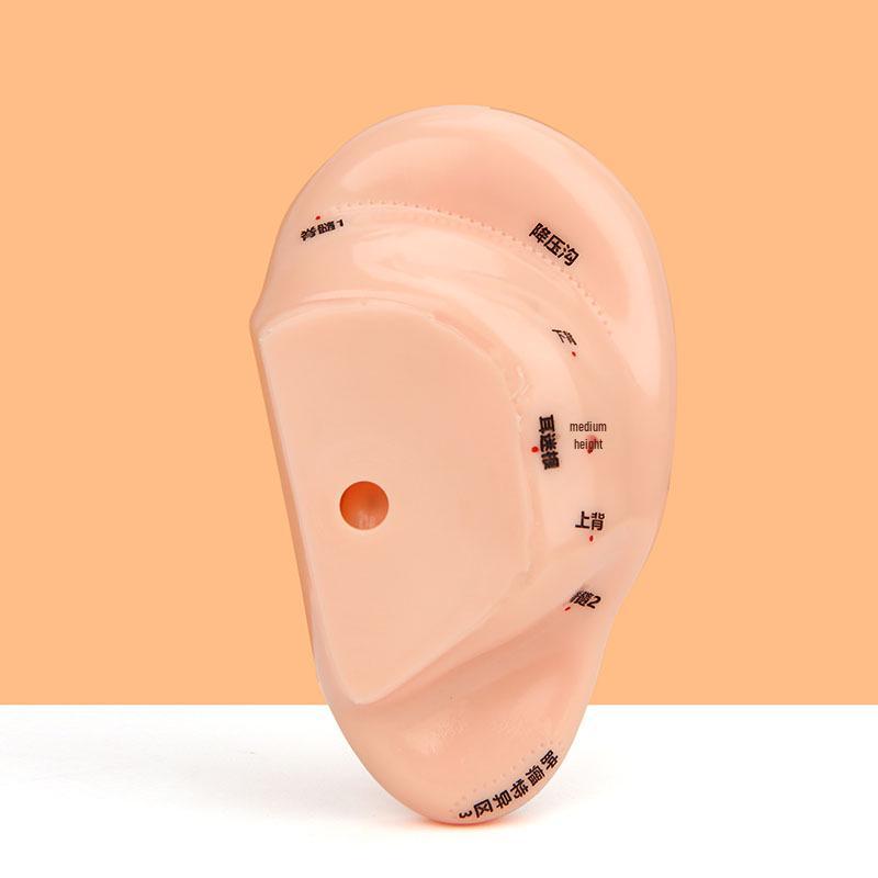 18cm Ear Acupuncture Meridian Model