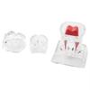 With Base Dental Anatomical Structure Tooth Disintegration Ornaments  Practice Studying Tool