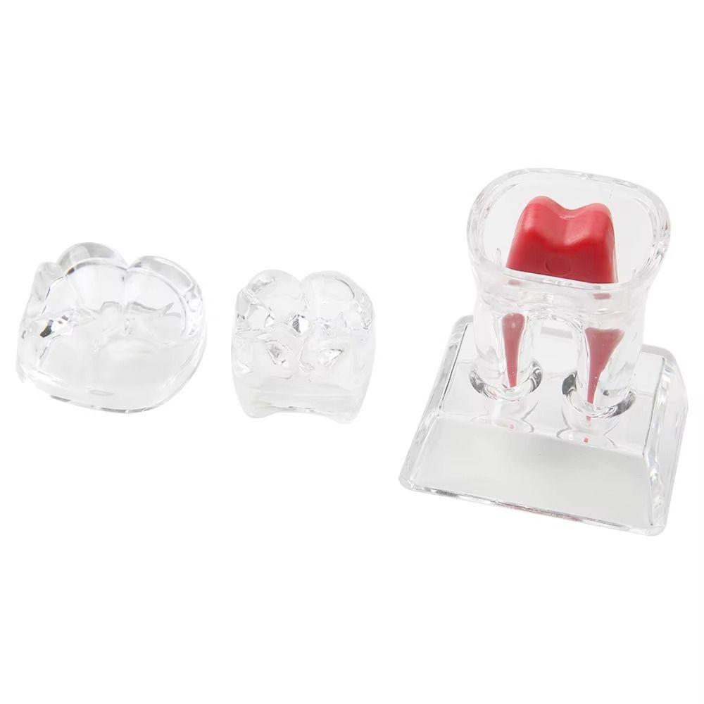 With Base Dental Anatomical Structure Tooth Disintegration Ornaments Practice Studying Tool
