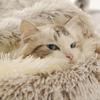 Winter Plush Pet Cat Bed Round Cat Cushion Cat House Warm Cats Basket Pet Sleep Bag Kitten Nest Kennel for Cats Pet Cats