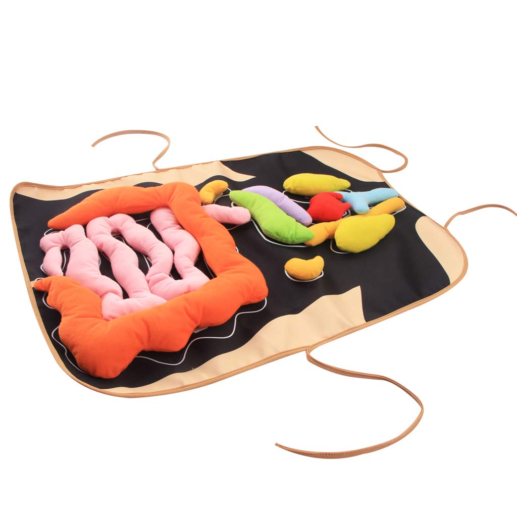 3D Organ Apron,  Anatomy Apron Human Body Organs Awareness Educational Toy for Home Preschool Teaching Aid