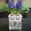 With Breathable Support Basket Tulip Hydroponic Flowerpot Clear Hydroponic Planter  Home Decoration
