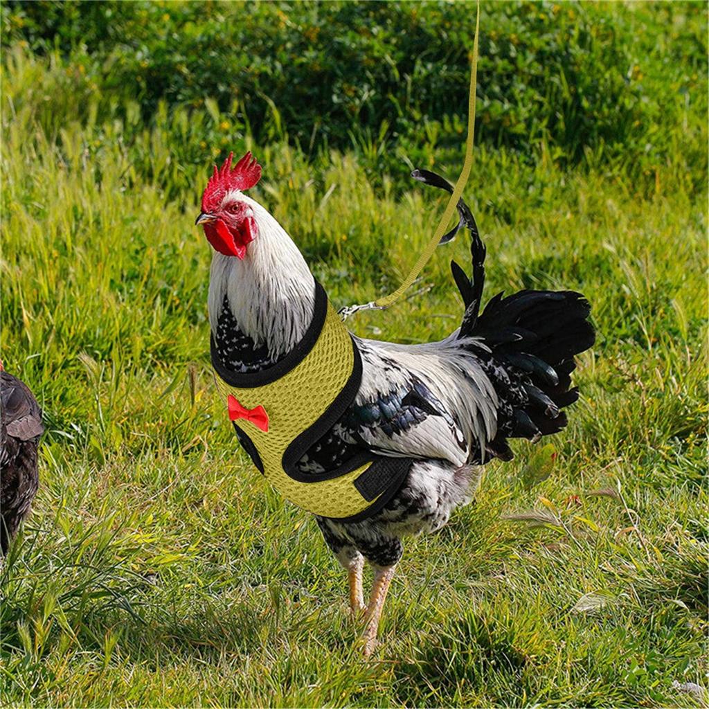  Chicken Rope With Leash And Matching Belt,Comfortable Hen Pet Vest