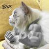 Funny Animal Apparel 3D Printed Cat Hulk Arms Costume Accessory Muscular Muscle Pet Photo Prop Novelty Cute Shoulder Decor for Photography
