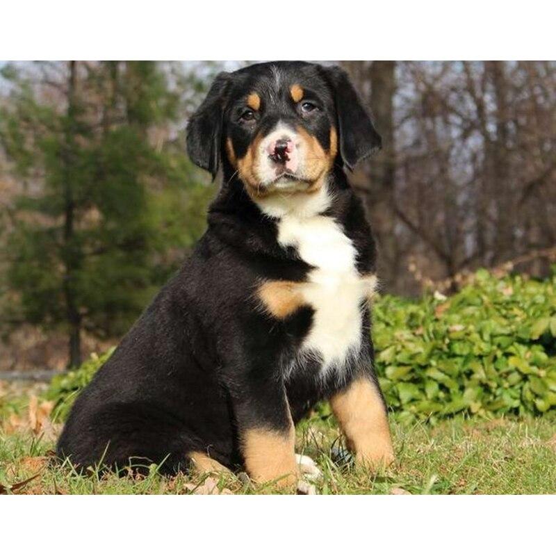 DIY 5D Diamond Painting Animal Full Square/Round Diamond Embroidery Picture Rhinestones Mosaic Dog Cross Stitch Home Decor Gift