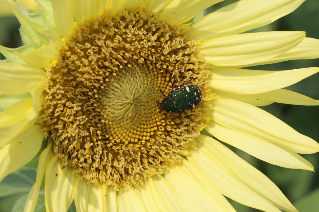 Canon Einzelfokus-Makroobjektiv EF100mm Macro USM Vollformatkompatibel F2.8