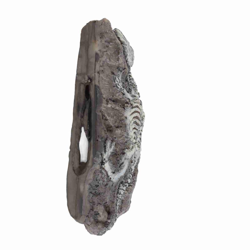 Aquarium Dinosaur Reliquiae Decoration Reptile Resin Dinosaur Reliquiae Rock Hideout for Fish Tank