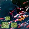 5/10Pcs Round/Square Fish Feeding Ring Black/Green/Blue Floating Plant Holder  Pet Supplies