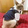 Hochzeitsgesellschaft Männliches Haustier Smoking Anzug Sphynx Katze Kleidung für Katzen Gotas mascotas Kostüm Katten Kedi Hemden Reunion Hundebekleidung
