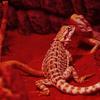 E27 Reptile Heating Bulb Warmer Heat Lamp Daylight 100W Red Infrared for Amphibians Turtle Hedgehogs Home Pet Supplies
