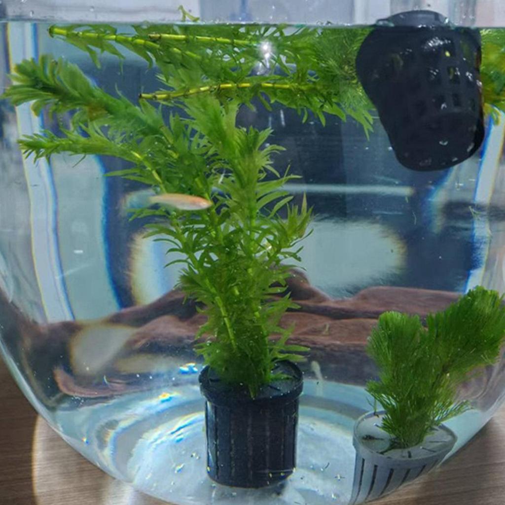 4Pcs Aquatic Plants Fixed Set Aquarium Plant Fixed Basket with Suction Cup Fish tank Aquatic Plant Holder Landscape Accessories