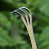 1PC Stainless Steel Bonsai Rake Soil Loosening Artifact Gardening Tool Soil Rake Multifunctional Rake Soil Weeding Rake Bonsai Tool Rake