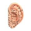 Auricular Acupoint Learning Display for Ear Reflexology Education