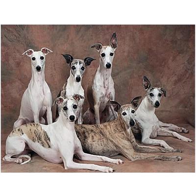 Diamond Embroidery Whippet Dog Diy Diamond Painting Full Mosaic Picture of Rhinestones Cross-stitch