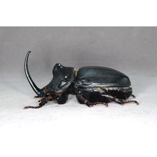 Nirvana African Giant Rhinoceros Beetle Figure, Coleoptera, Refrigerator Ornament, Magnetic, Realistic, Adult, Illustrated, Insect, Beetle, Resin, Adu