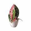Rotatable Artificial Plant Fridge Stickers Magnets Waterproof Mini Plant Fridge Magnet  Kitchen