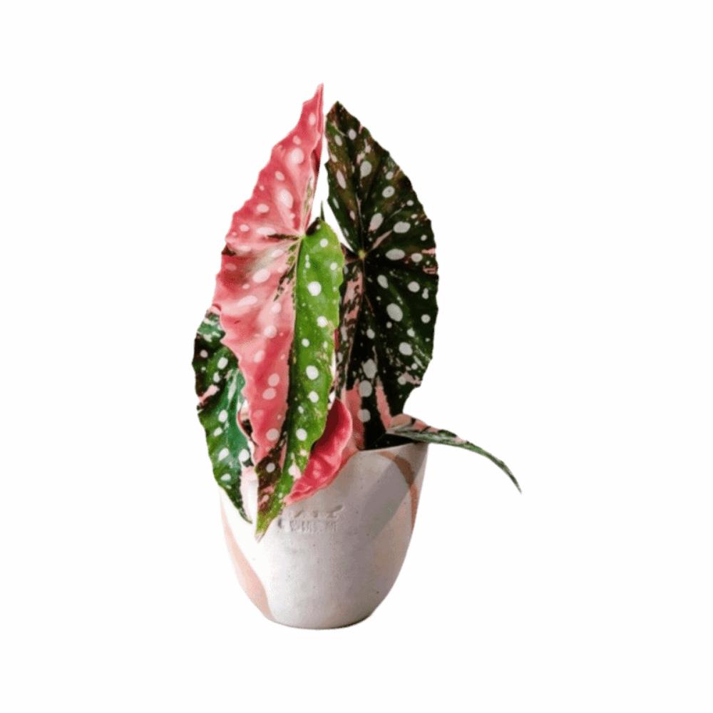 Rotatable Artificial Plant Fridge Stickers Magnets Waterproof Mini Plant Fridge Magnet Kitchen