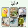 Parrot Parrot Hair Cough Sneezing Diarrhea Bird Feeling Standing 30ml