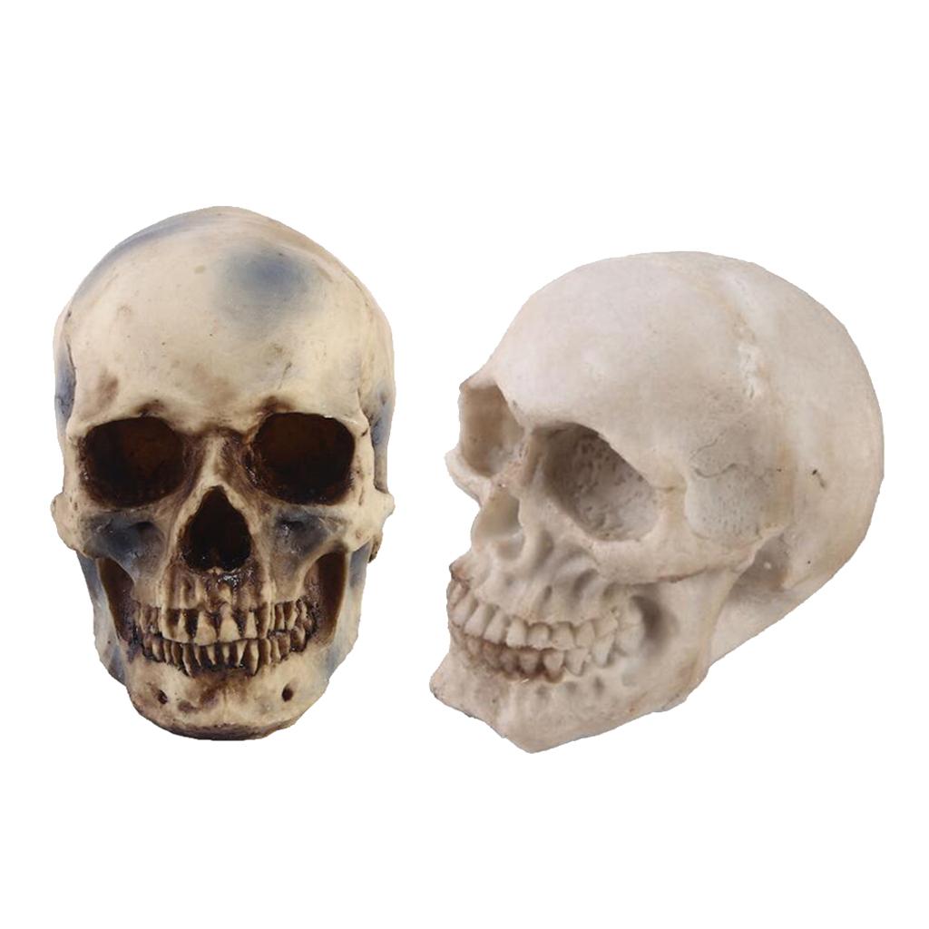 2pcs Resin Tabletop Skeleton Model Dispaly Props