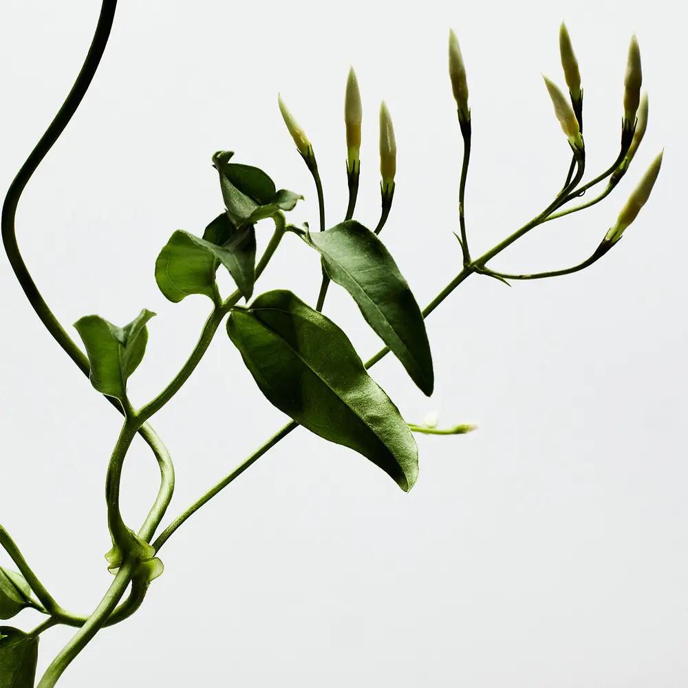 Eau de Parfum Loewe 001 Woman 100 ml