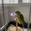 Rotating Hanging Foraging Ball Plastic Parrots Chew Swing Pet Bird Bites Toy Bird Training