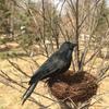 Plastic Simulation Crow With Feather Fake Bird Raven Model Photography Props For Halloween Party Decor