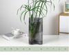 Hydroponic Lucky Bamboo and Aquatic Grass for Fish Tanks and Ponds