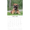 Red Robin 2026 Bullmastiffs Monthly Wall Calendar | 12" x 24" Open | Premium Thick & Sturdy Paper | Hangable 12 Month Calendar | Lined Notes & To Do