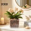 Orchid Planter for Phalaenopsis Clear with Saucer, Square Plant Pot Hydrophobic Succulents Drainage Holes, Transparent Flowerpot Phalaenopsis,