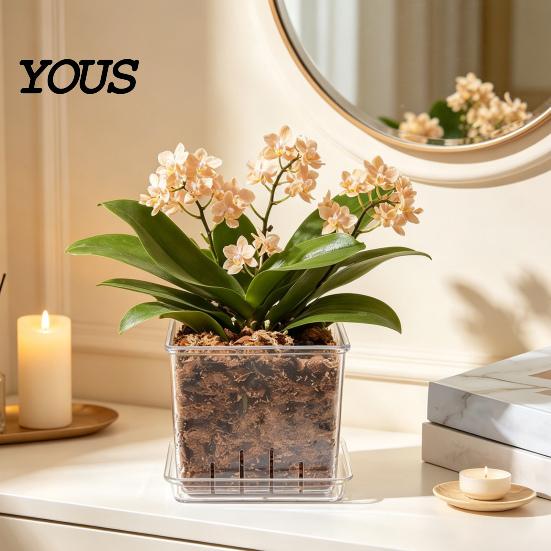 Orchid Planter for Phalaenopsis Clear with Saucer, Square Plant Pot Hydrophobic Succulents Drainage Holes, Transparent Flowerpot Phalaenopsis,