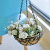 Coconuts Brown Round Iron Chain Hanging Basket Flowerpots European Creative Green Plant Comosum Flower