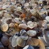 Irregular Shape Natural Ocean Agate Chalcedony Rough Stone Healing Crystal Dendritic Quartz Pendant