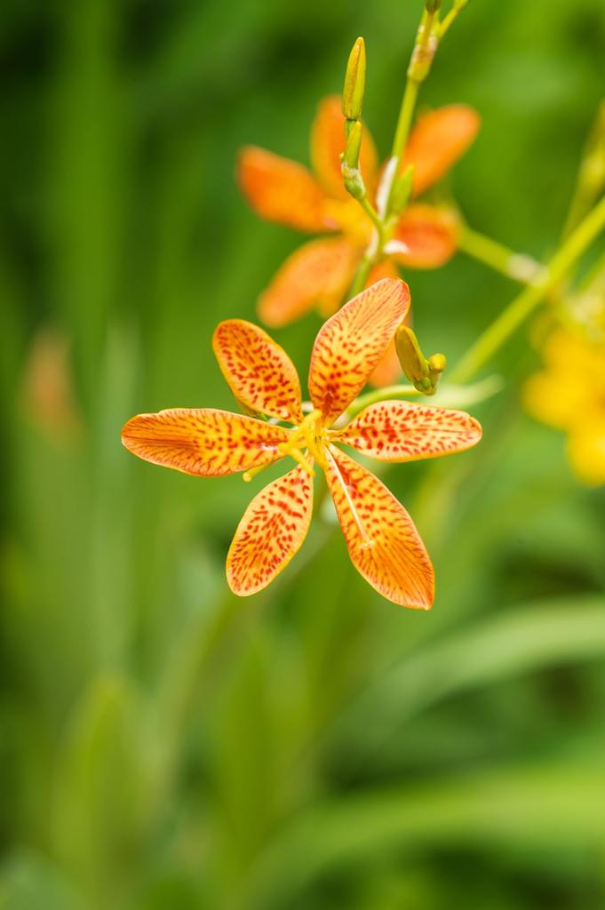 AstrHori 120mm F2.8 MACRO 2X Z Mount [2-Year Warranty, Official Japanese Product]