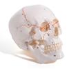 Life-size, Ultra-precise Skull Model with Sutures and Teeth.