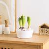 Hydroponic Bulbs Planter Pot Holes Tulip Bulbs Container Indoor Narcissus Flower with 46086 Plants Water Planting