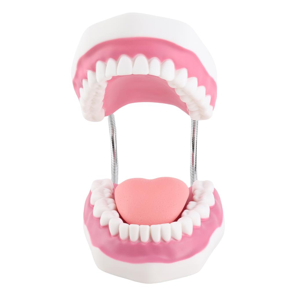 Teeth Model Demonstration Teaching Teeth Model for Kindergarten
