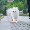 20pcs Elastic Bandage Dog Paw Protection Waterproof Pet Boots Shoes New Disposable Pet Shoes  Pet