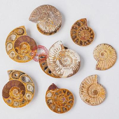 Madagascar Ammonite Fossil Slice - Small Natural Specimen for Craft and Decor