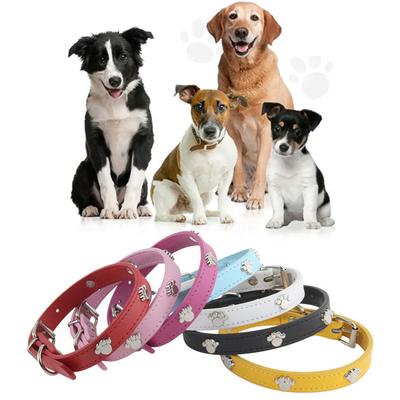 Köpek – Köpek Tasmaları ve Tasma Kayışları