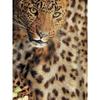 Cheetah pattern women's large size short-sleeved T-shirt, irregular hem design, digital printing four seasons T-shirt