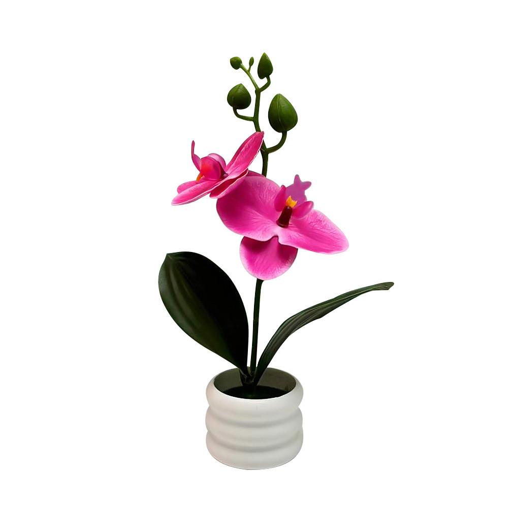 Flower Phalaenopsis Potted For Event Decor And Indoor Home Embellishment