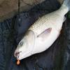 Colorful Worm Bait, PP Plastic, Floating Fish Lure, for Carp Fishing, Multi-Scent, Insect Shape, Fishing Tackle, Outdoor Sport,