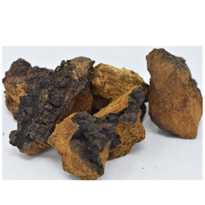 Chaga Pilz Tee Stücke 1,08 Pfund Kräuter Entgiftung Natürliche Energie